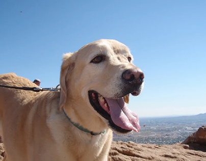 Hiking at altitude with your dog