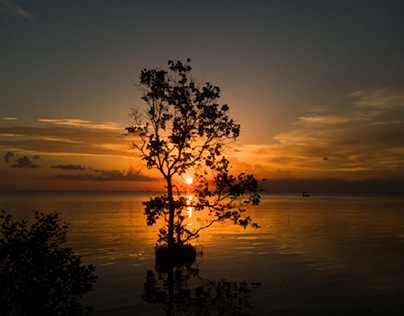Sunset in the Mangroves