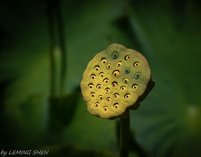 Lotus Lover