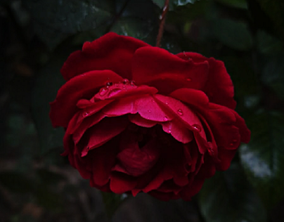 rain+Rose=woooww