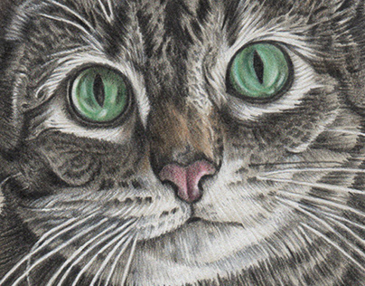 Veronica, Cat Portrait Drawing