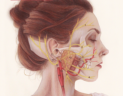 Facial Nerve Textbook Illustration