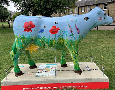 Cows about Cambridge - Art Trail