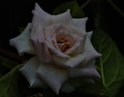 A beautiful White Rose.