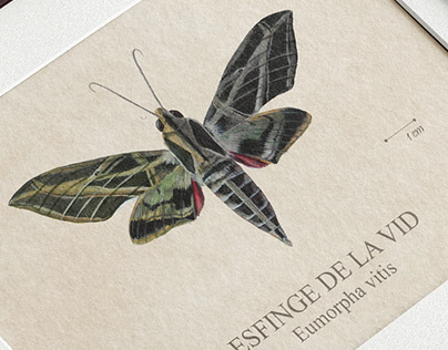 Lepidoptera colombiana