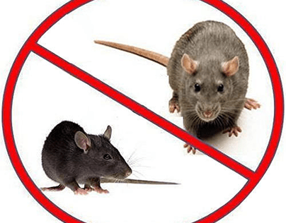 Hiring a Professional Rodent Control Service in Chicago
