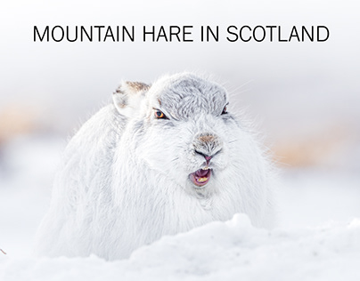 Schneehasen und Schneehühner in Schottland