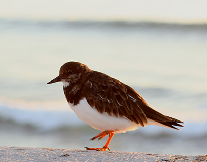 Sandpiper bird enjoying some relaxing time by the sea