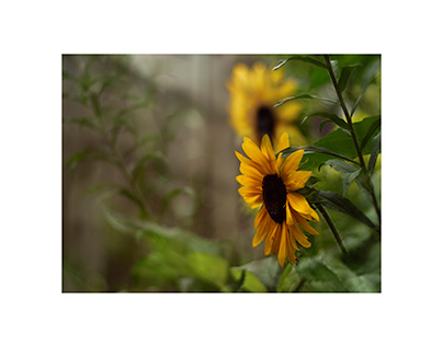 Summer - sunflowers