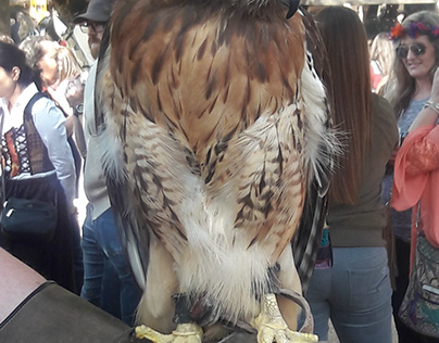 A Trained Red-tailed hawk