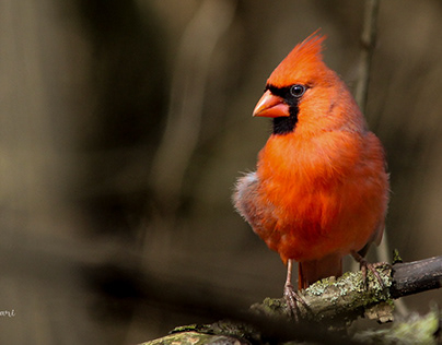 Beauty of Northern Cardinal