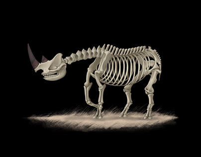 Rhino X-Ray