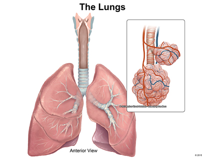 Diagram of Lungs and Alveoli