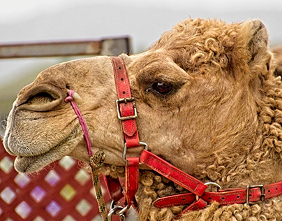 My 73rd Year: Dapto Camel Races