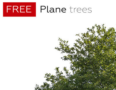 FREE STUFF Plane trees
