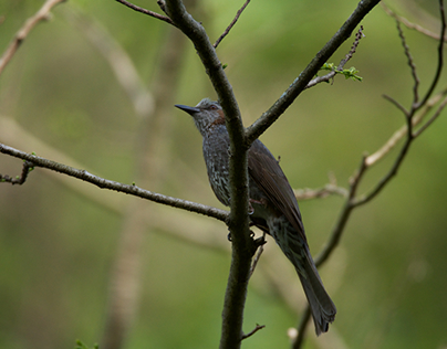 Small birds in Hakenomiya park.