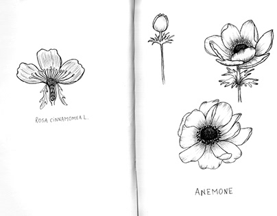 Some floral sketches