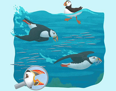 Drawing Atlantic puffins for a kids magazine 3