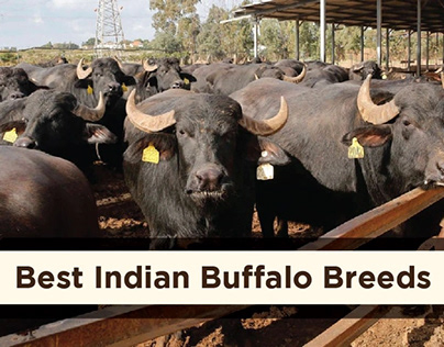 Get to know about the Top buffalo breeds in India.