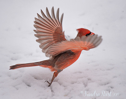 The Cardinal: IL State Bird