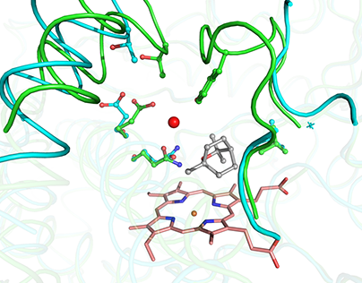 Enzyme Substrate Binding