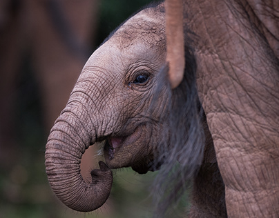Addo Elephant Park 2019