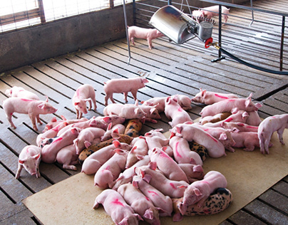What are different swine respiratory disease treatment