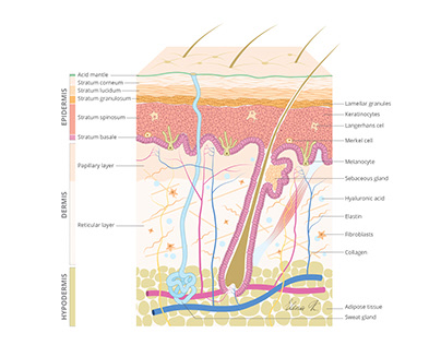 Skin anatomy illustrations