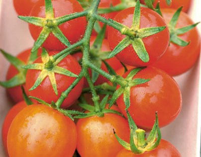 How to Plant Tomatoes for an Early Yield