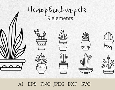 Home plant in pots