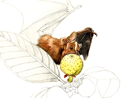 Midnight Feast - Fruit Bat