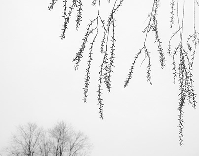 Winter and Spring Branches