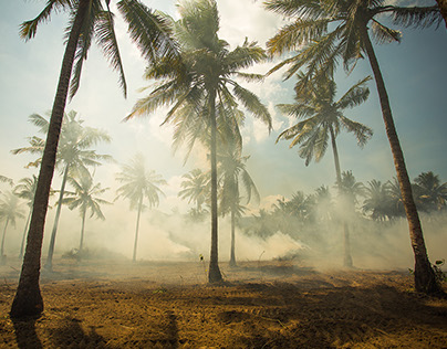 Burning palm trees, Lombok - Indonesia