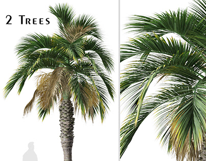 Set of Hyophorbe verschaffeltii Tree ( Spindle palm )