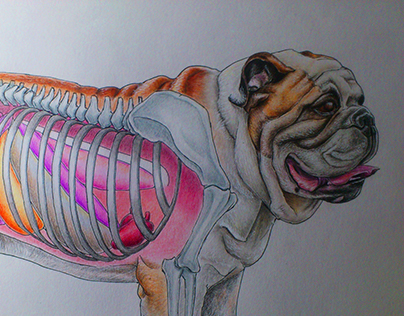 Ilustración científica bulldog