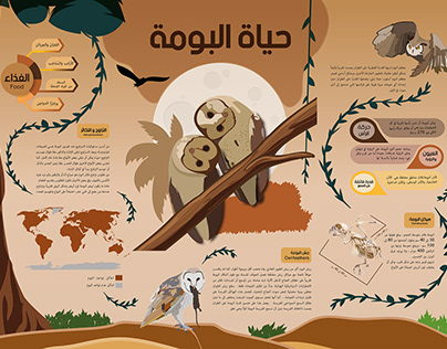 Owl infografic حياة البومة