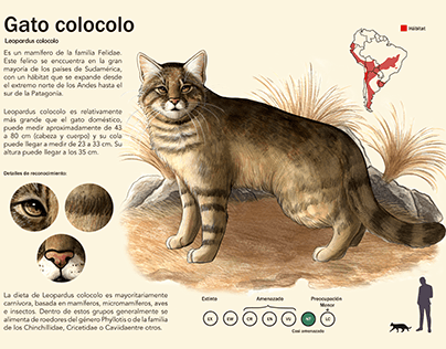 Gato colocolo - Ilustración Analítica