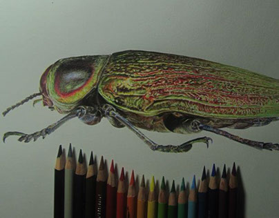 Euchroma gigantea (escarabajo joya)