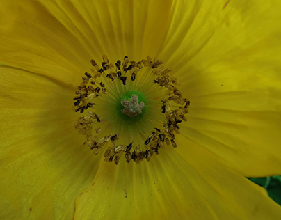 Centre of a yellow wild poppy