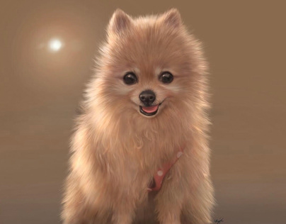 “Koume” Pomeranian
