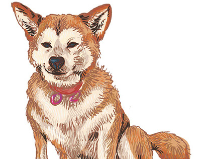Shiba inu Dog Digital Painting