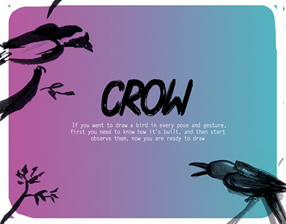Crow (Bird Study)