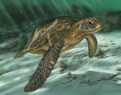 Portrait of a sea turtle
