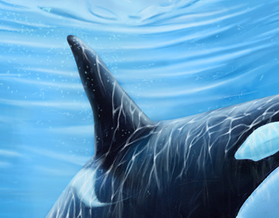 "Orcinus orca"