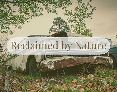 Reclaimed by Nature
