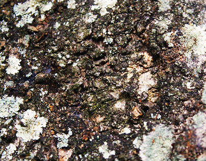 Patterned Tree Bark Background photo