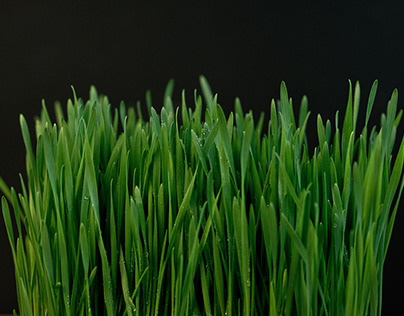 fresh sprouted wheatgrass