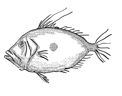 John Dory New Zealand Fish Cartoon Retro Drawing