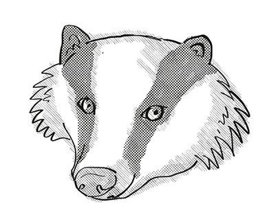Badger Drawing Projects | Photos, videos, logos, illustrations and branding  on Behance