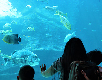 Two Oceans Aquarium
